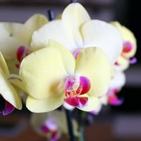 Само додадете мраз 16-30 Премиум жолта орхидеја дуо во живо растенија во 10 сина керамичка пластеница, фабрика